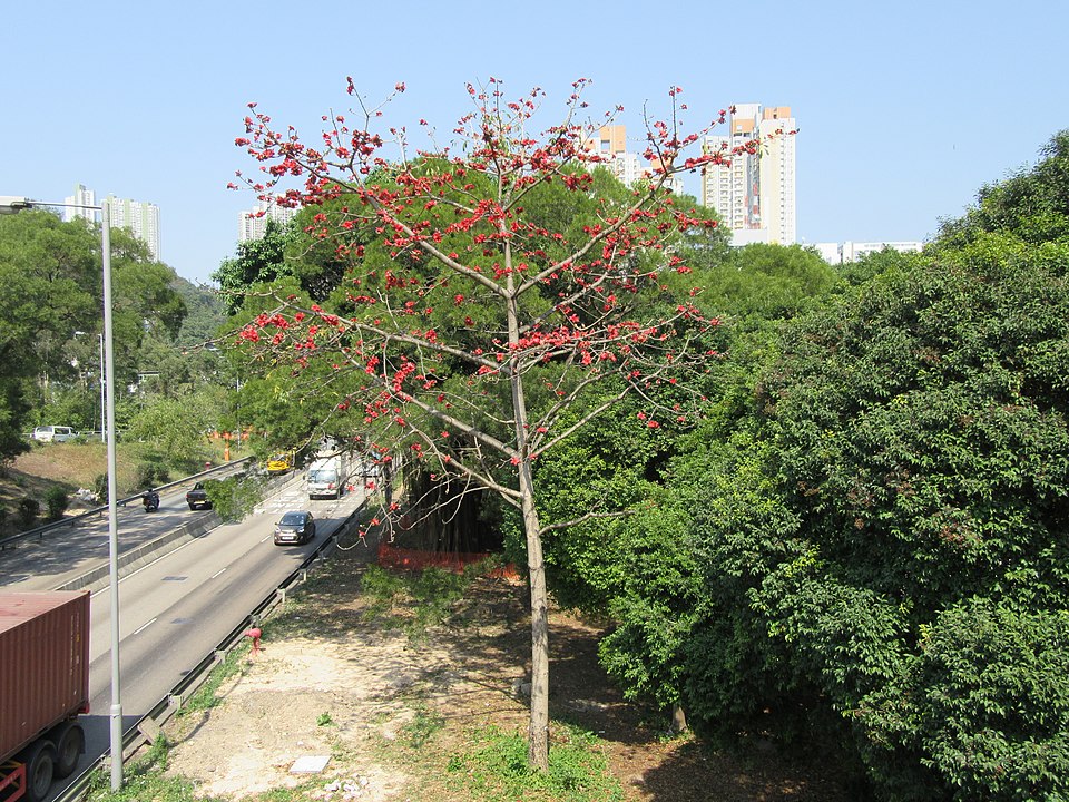 Kapok Ceiba Pentandra Tree Digistudylab.in
