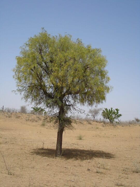 Khejri Jand Tree Digistudylab.in