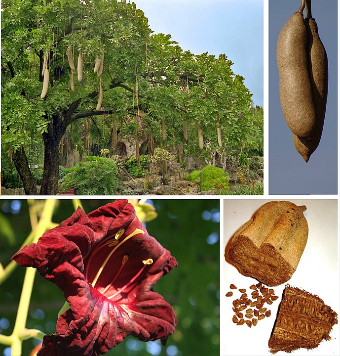 Kigelia Africana Sausage Tree Digistudylab.in