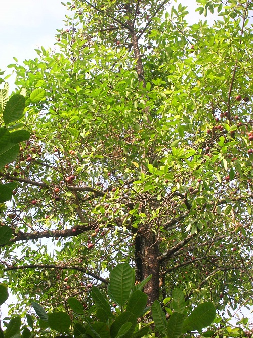 Kokum Tree Digistudylab.in