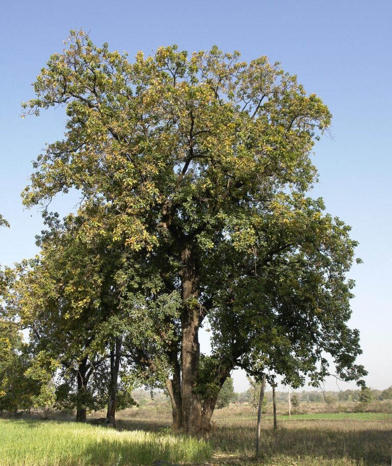 Mahua Tree Digistudylab.in