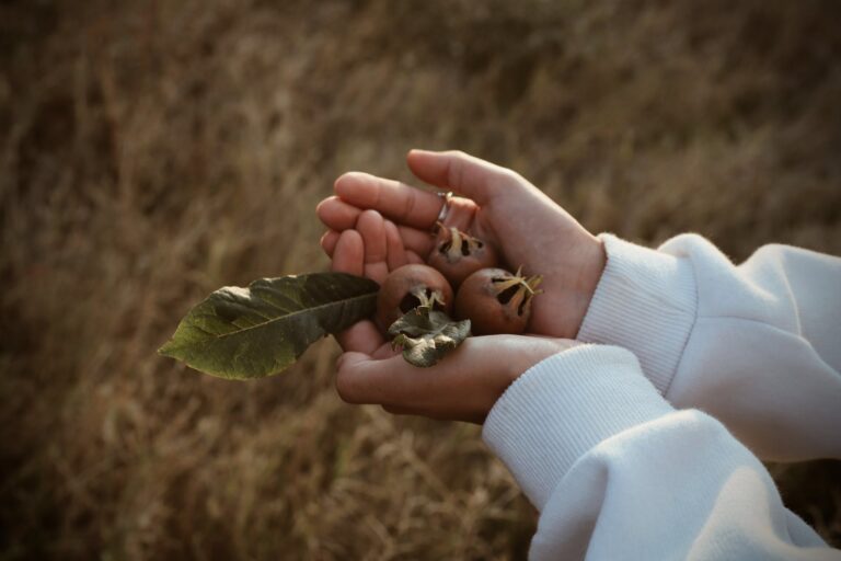 Medlar Fruit Digistudylab.in