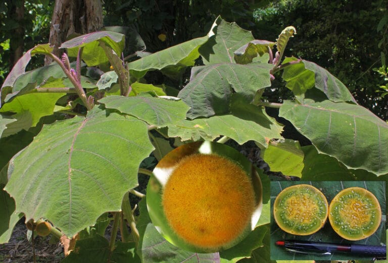 Naranjilla Digistudylab.in