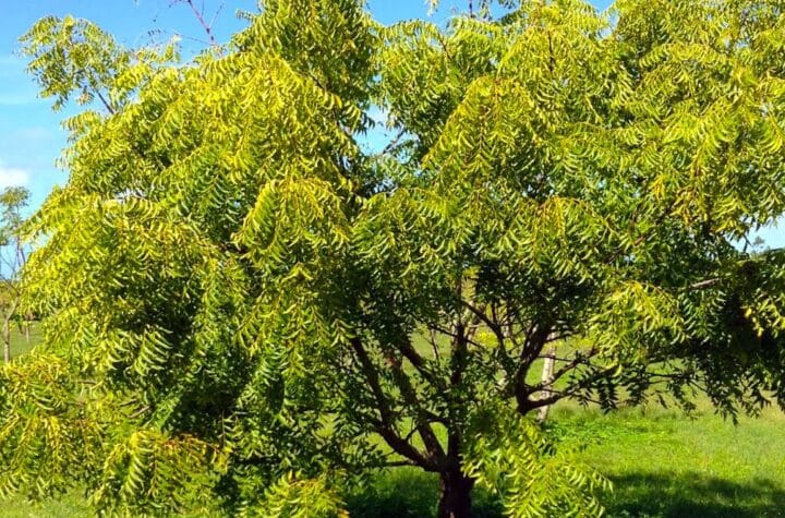 Neem Tree Digistudylab.in