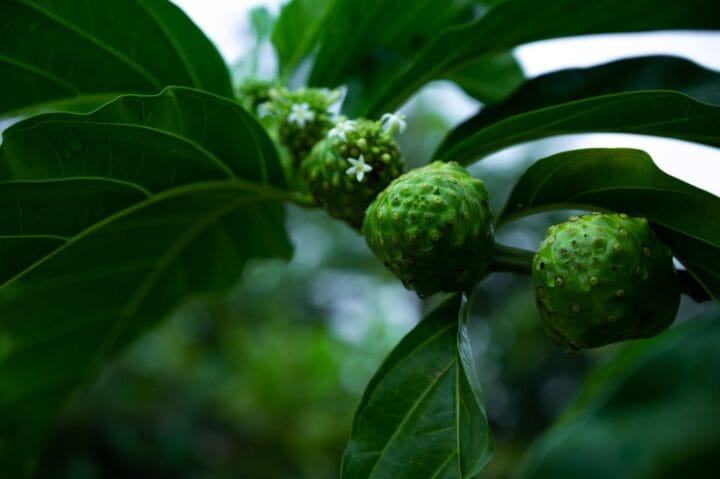 Noni Fruit Digistudylab.in