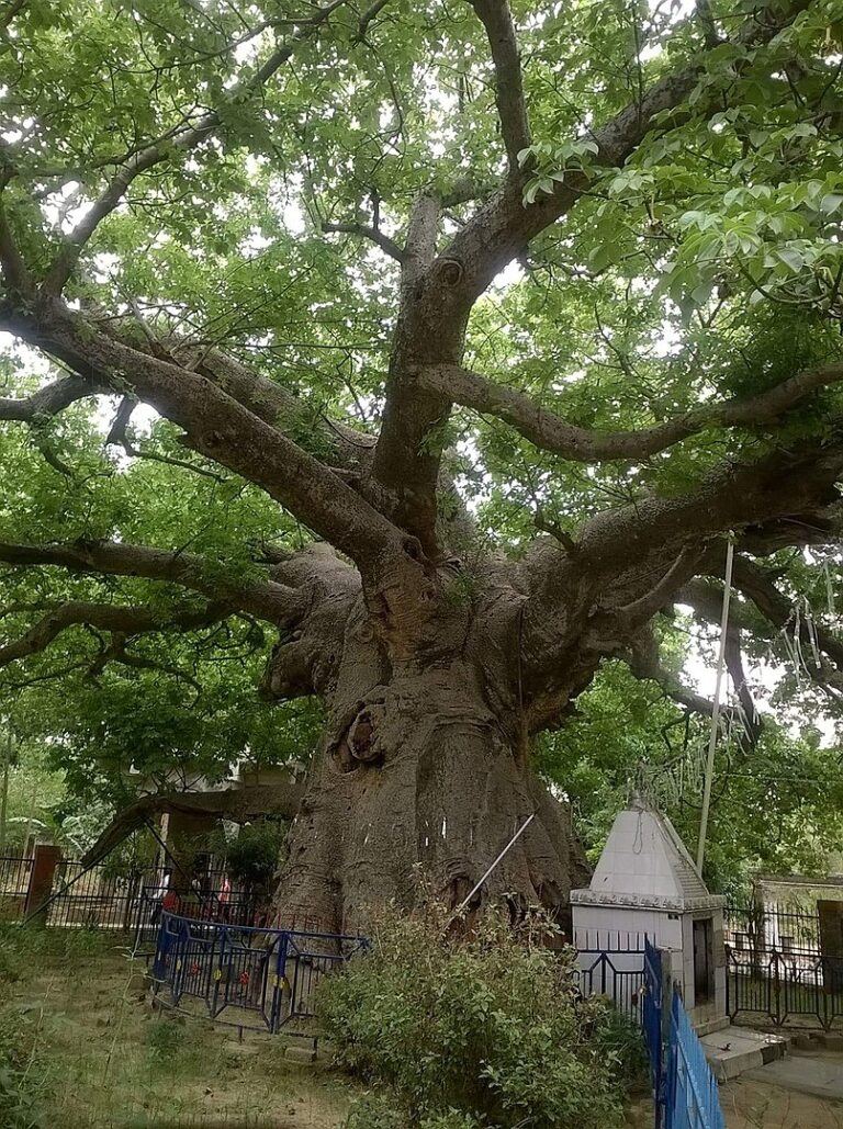 Parijat Tree Digistudylab.in