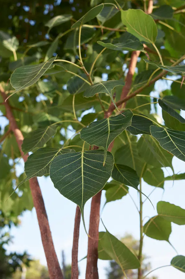 Unveiling The Mystical Peepal Tree Uses, Benefits Digi Study Lab.in
