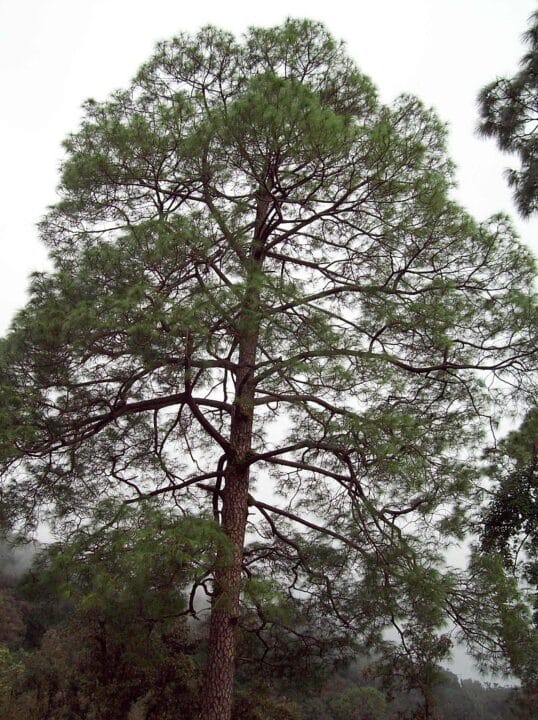 Pinus Roxburghii Pine Tree Digistudylab.in