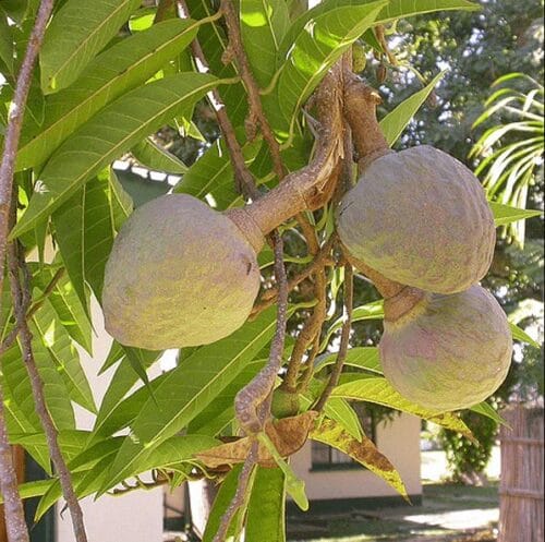 Unveiling The Health Wonders Of Ramphal: A Nutrient-Rich Delight | Digi ...