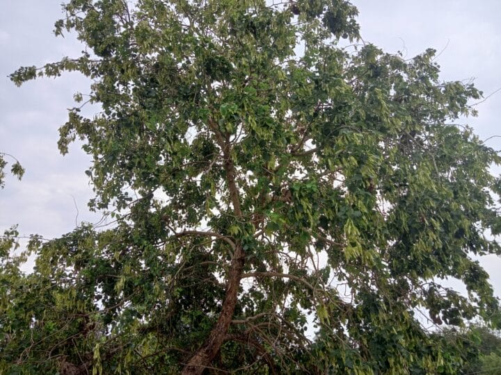 Rosewood India Tree Digistudylab.in