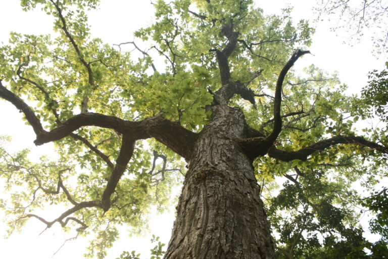 Sal Tree Digistudylab.in