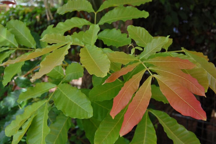 Schleic Oleos Kosam Tree Digistudylab.in