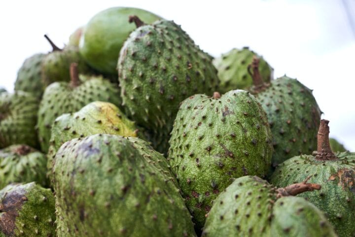 Soursop Digistudylab.in