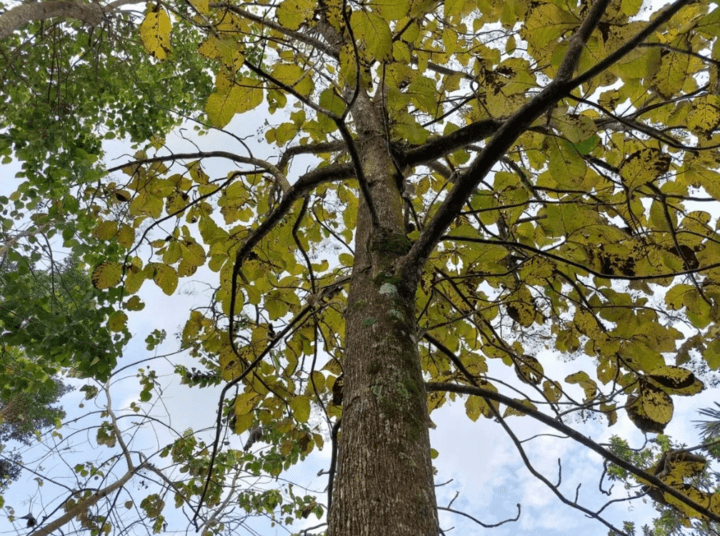 Teak Tree Digistudylab.in