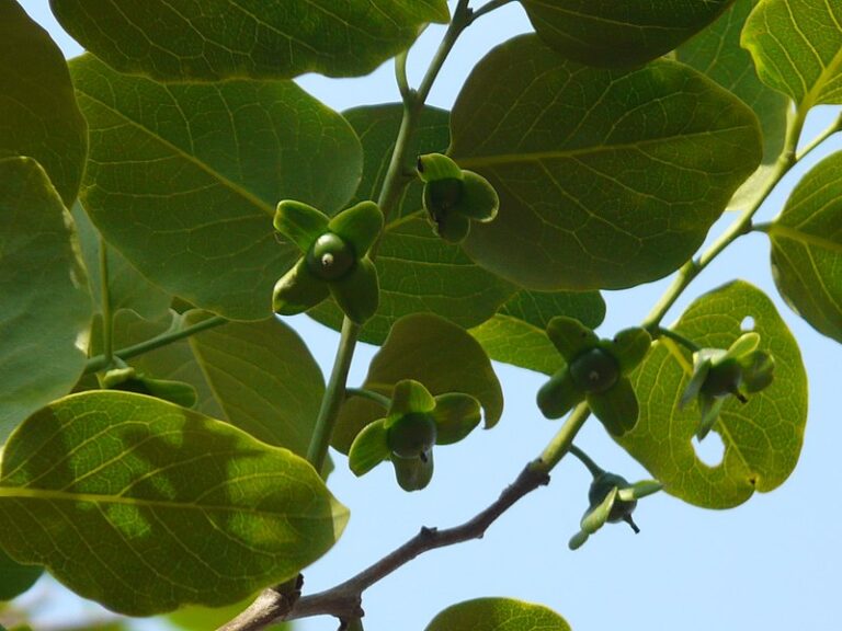 Tendu Tree Digistudylab.in