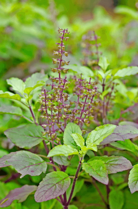 Tulsi or Holy Basil Tree Digistudylab.in