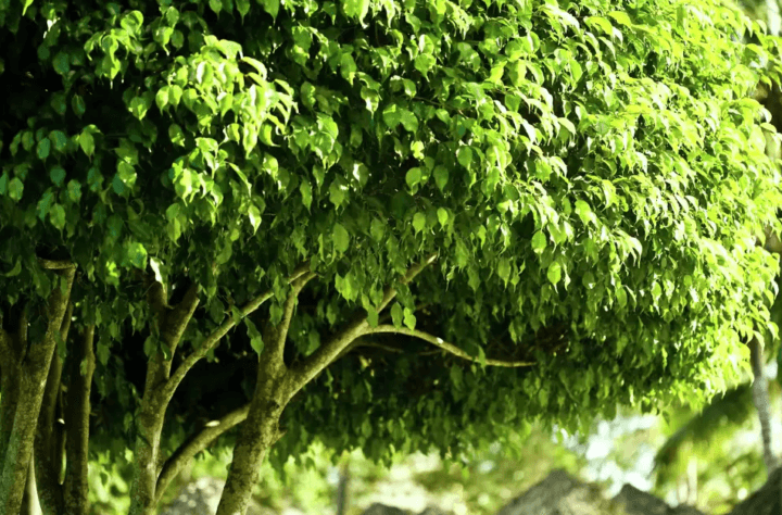 Weeping Fig Tree Digistudylab.in