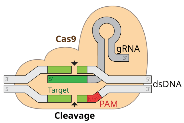 CRISPR GRNA-Cas9 Digistudylab.in
