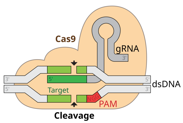 CRISPR GRNA Cas9 Digistudylab.in Revolutionary CRISPR Gene Editing Technique Achieves Major Breakthrough Digi Study Lab.in CRISPR GRNA-Cas9 Digistudylab.in